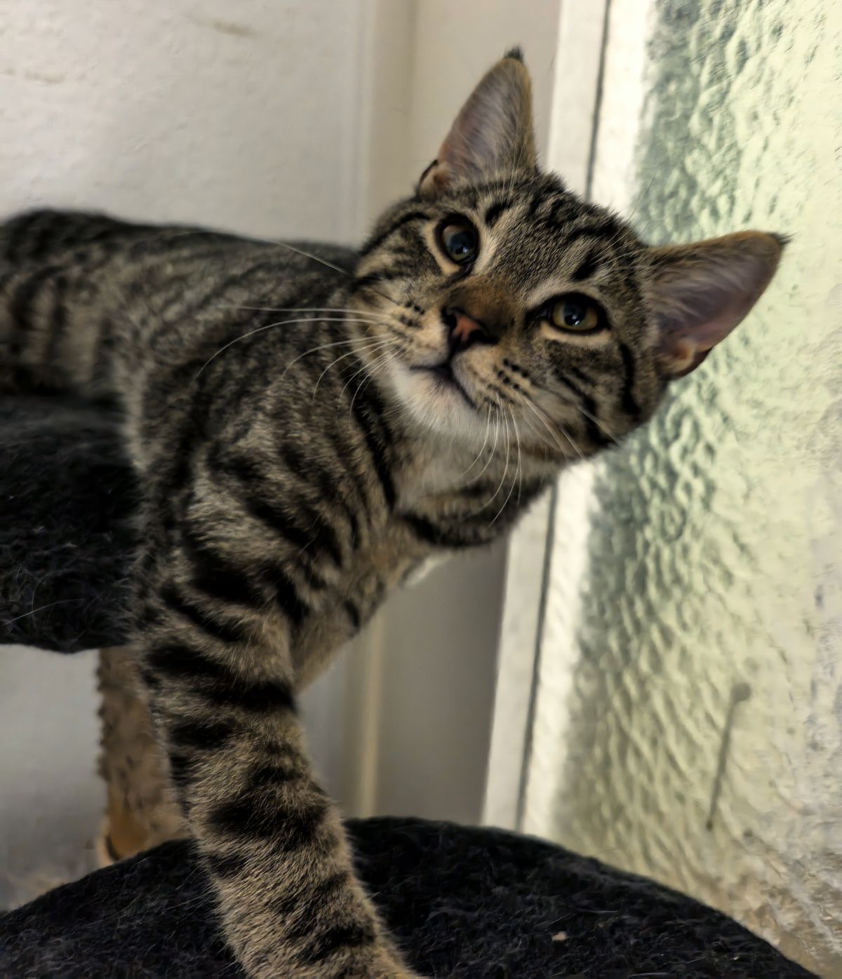 Zugelaufen 24.7. – Kater in Hildesheim, Quartierzentrum Stadtfeld