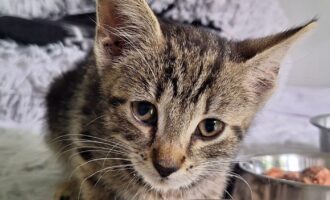Zugelaufen 4.7. – Kitten weiblich in Nordstemmen/Bethelner Str.
