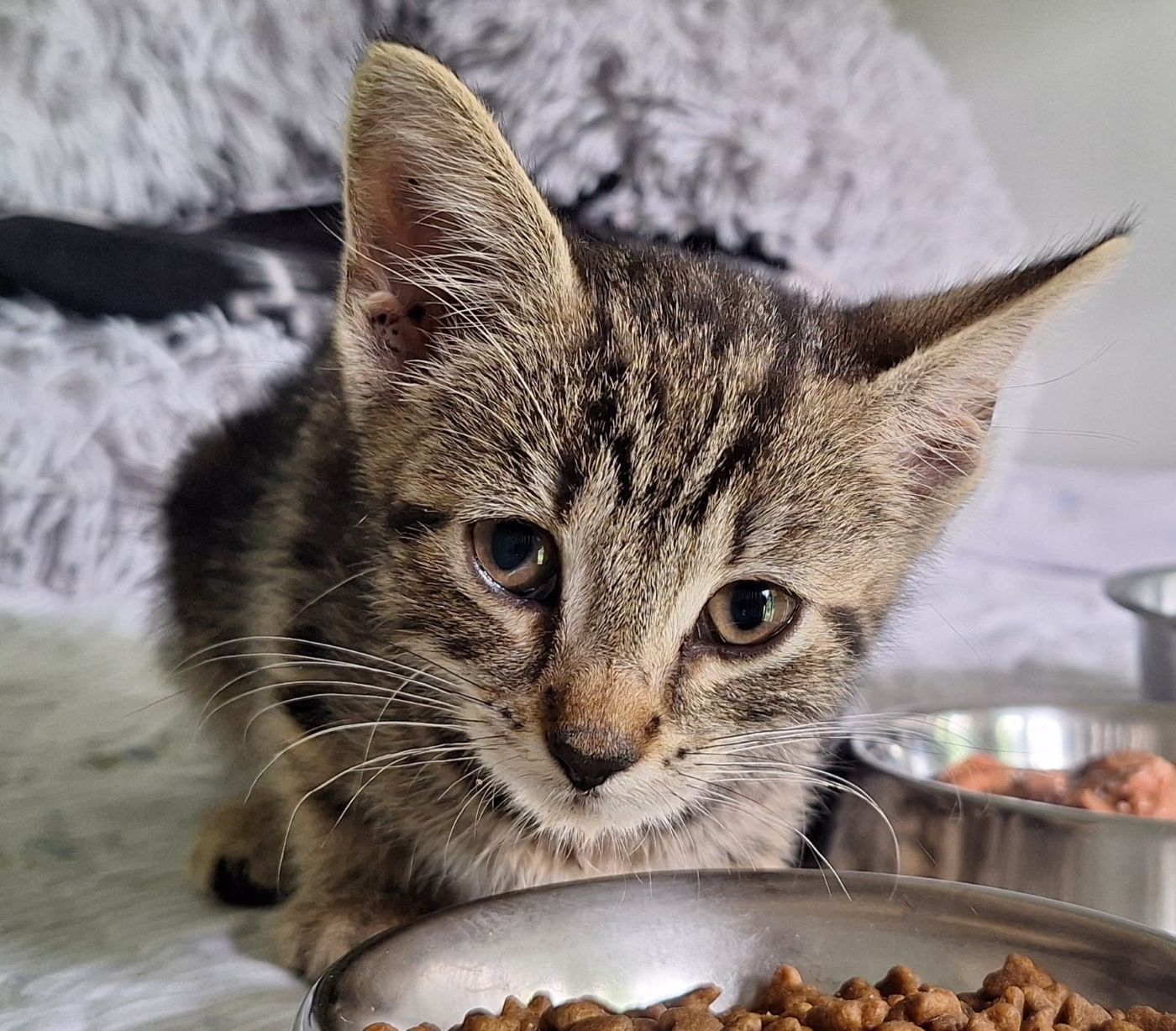 Zugelaufen 4.7. – Kitten weiblich in Nordstemmen/Bethelner Str.