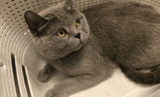 Zugelaufen 16.7. – Katze aus Drispenstedt/Reimannstraße