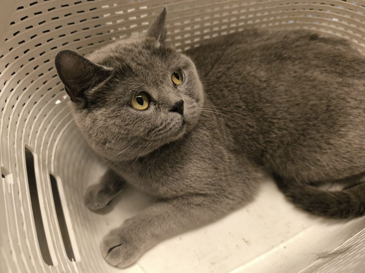 Zugelaufen 16.7. – Katze aus Drispenstedt/Reimannstraße