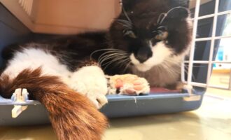 Zugelaufen 11.7. – Älterer Kater aus Freden/Ohlenrode