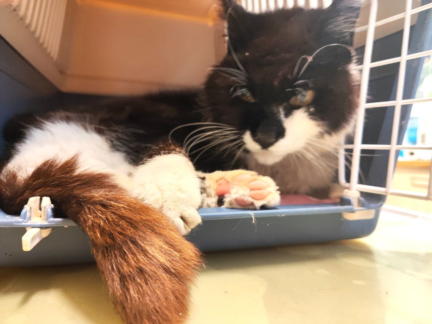 Zugelaufen 11.7. – Älterer Kater aus Freden/Ohlenrode