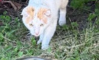 Zugelaufen bzw. oft gesichtet – Katze in Giesen