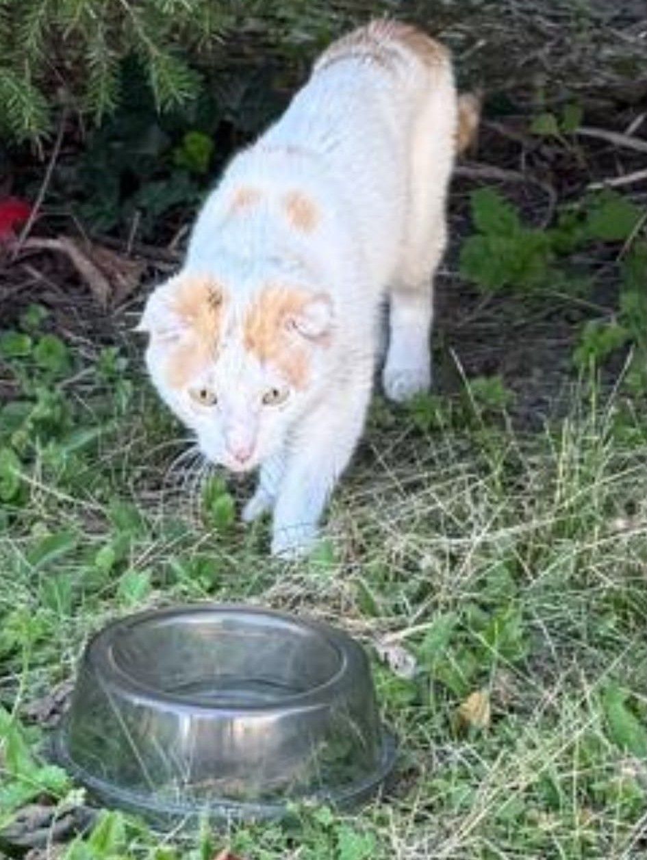 Zugelaufen bzw. oft gesichtet – Katze in Giesen