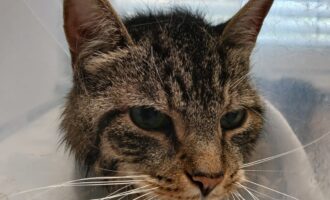 Zugelaufen – Katze aus Möllnsen (befindet sich in der Tierklinik Sarstedt, nicht im Tierheim!)