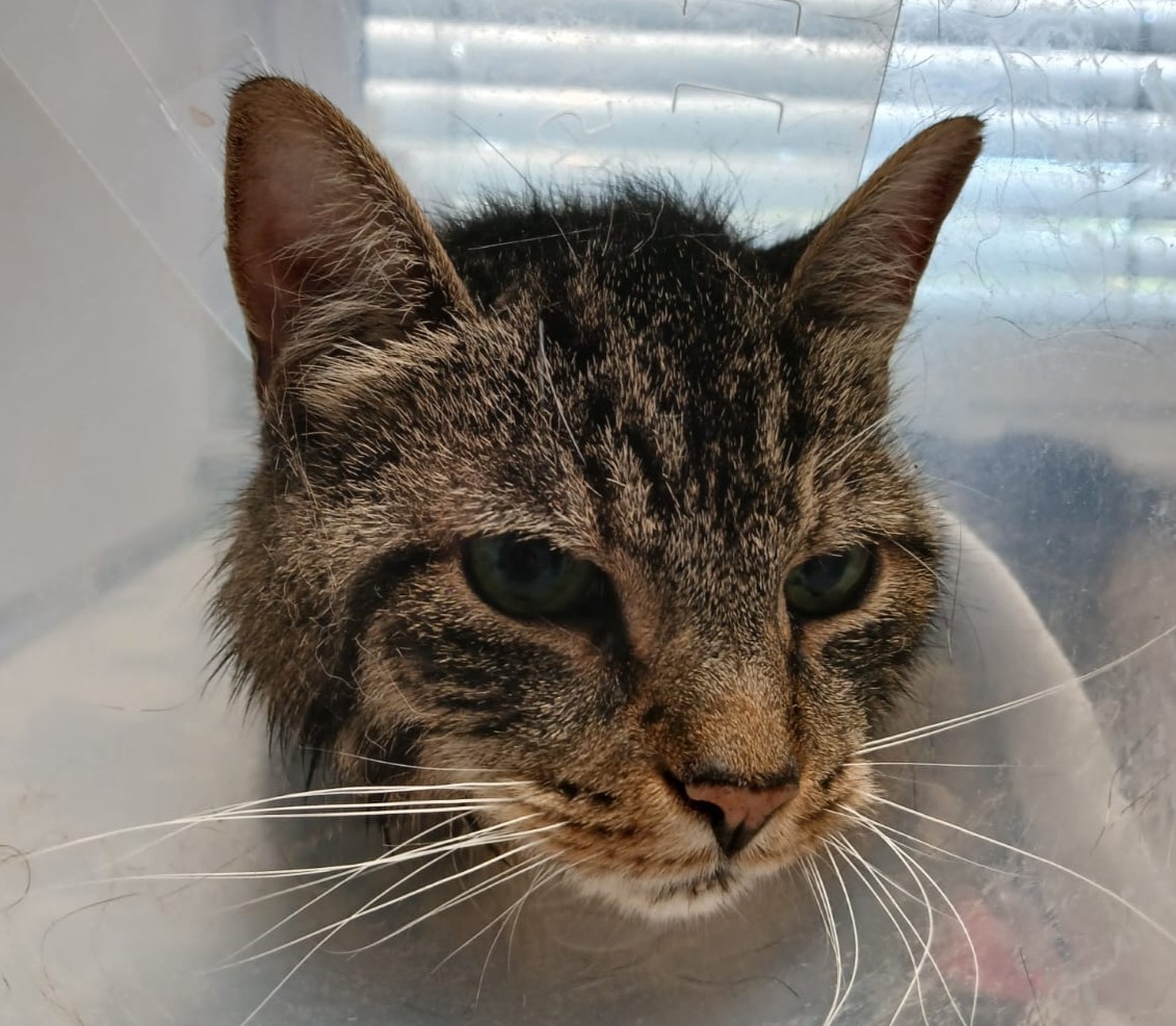 Zugelaufen – Katze aus Möllnsen (befindet sich in der Tierklinik Sarstedt, nicht im Tierheim!)