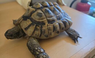 Zugelaufen 29.7. – Landschildkröte aus Nettlingen