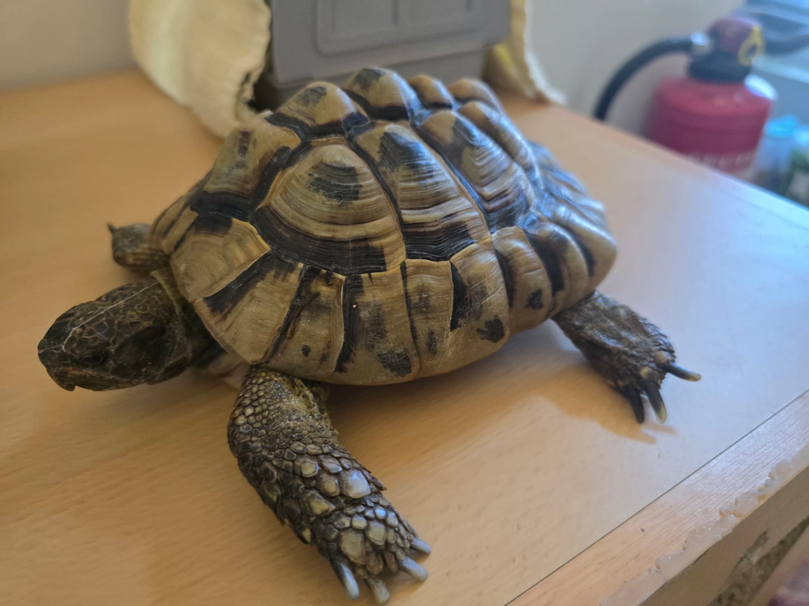 Zugelaufen 29.7. – Landschildkröte aus Nettlingen