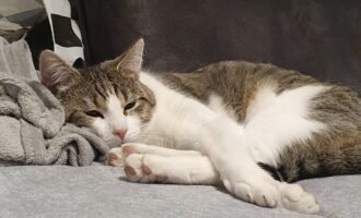Vermisst seit 27.08. Kater Chiko aus der Pestalozzistraße
