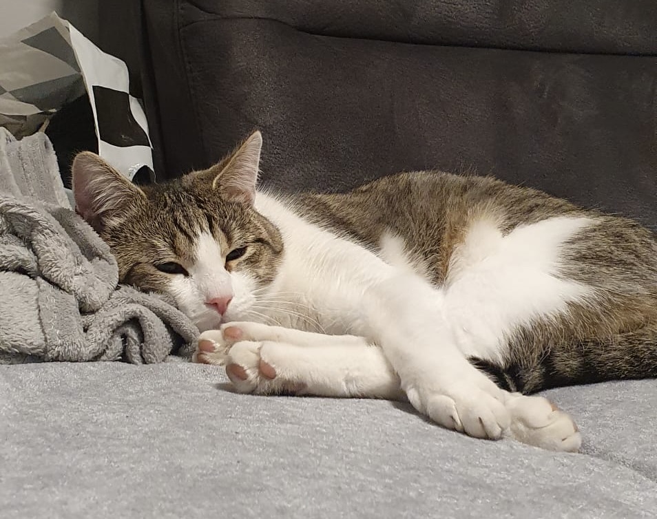 Vermisst seit 27.08. Kater Chiko aus der Pestalozzistraße