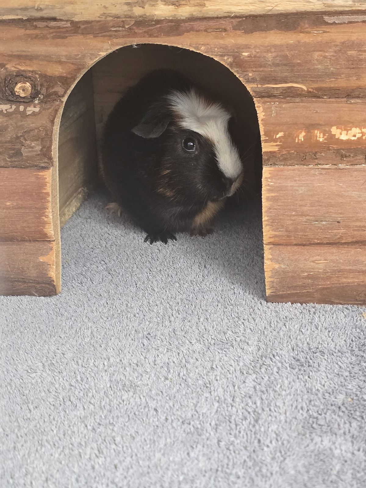 Meerschweinchendamen Shanti und Akela für Innenhaltung