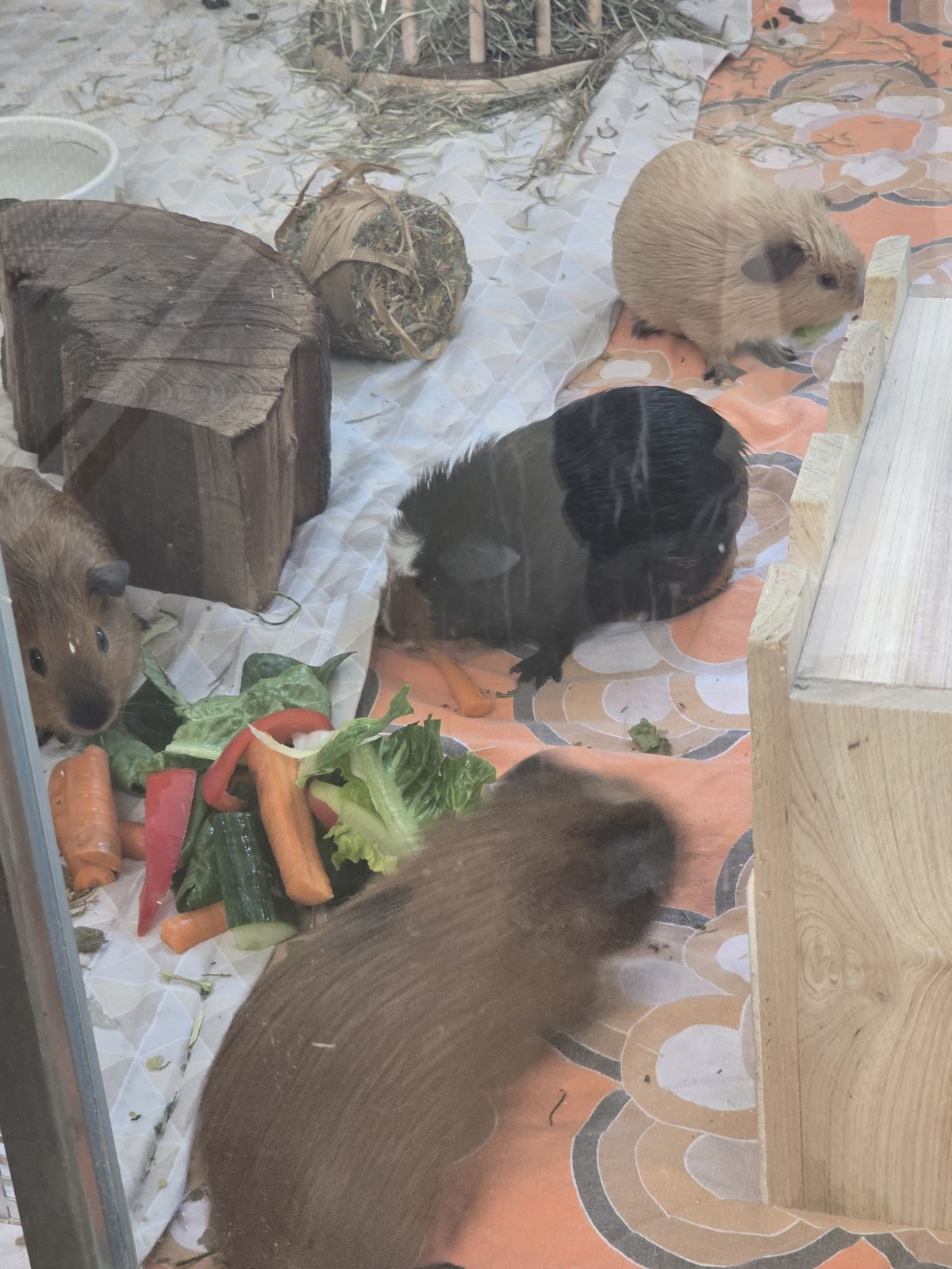 8 Meerschweinchenböckchen für Innenhaltung