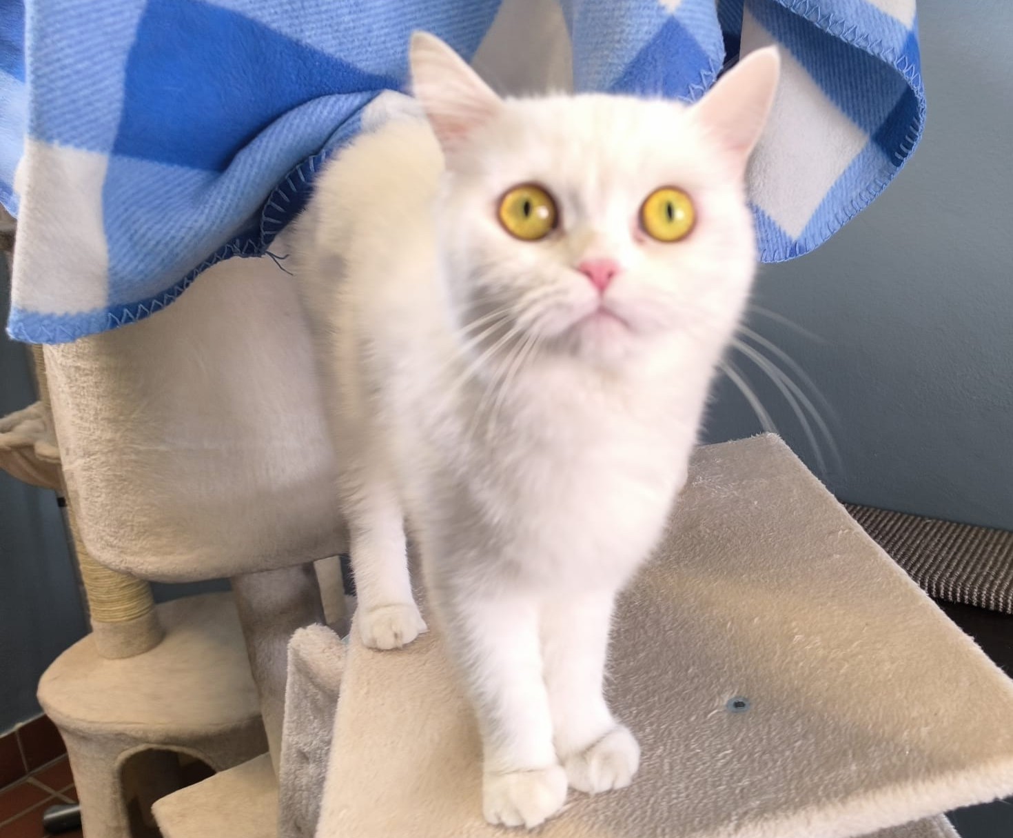 Katze Bella für Freigangshaltung