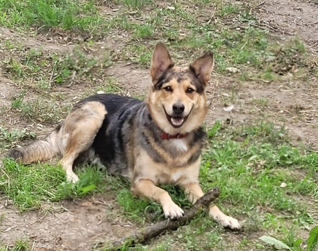Schäferhund-Mix-Hündin Bella