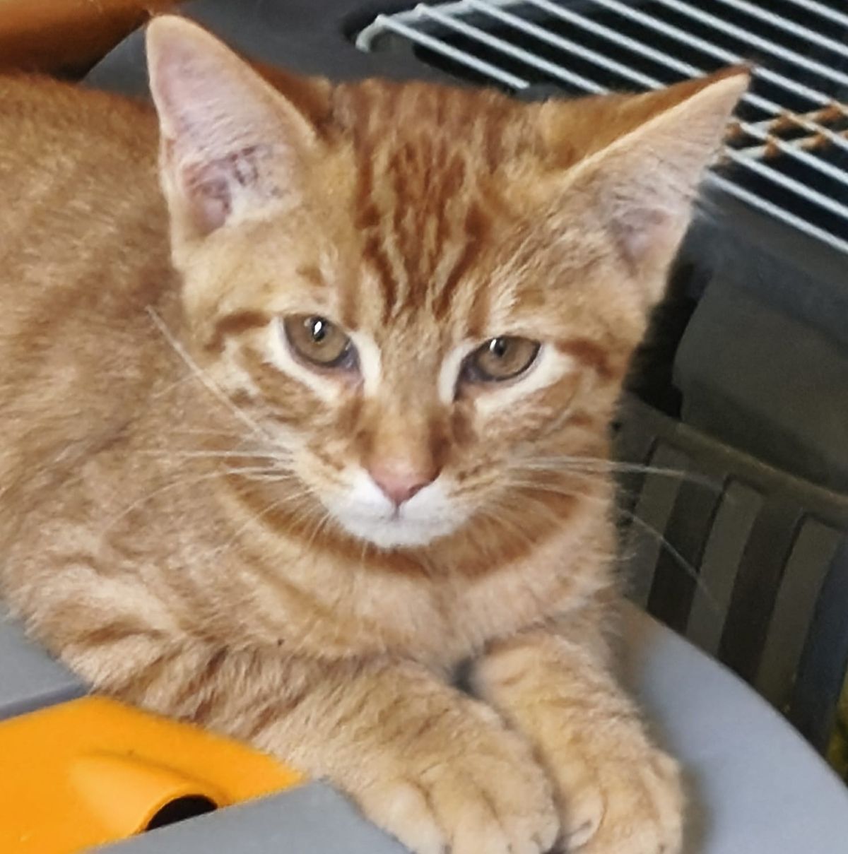 Katzenkinder Berti und Bert