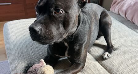 Privatvermittlung Staffordshire Bullterrier Balu