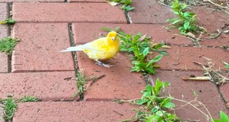 Zugeflogen – gelber Kanarienvogel aus Wendhausen