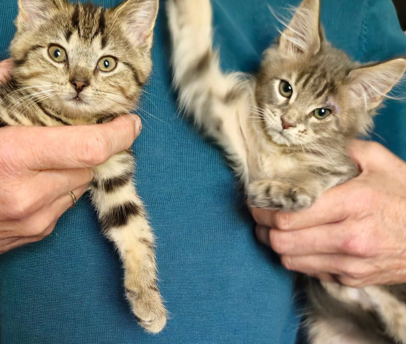 Katzenkinder Lisa und Gandalf