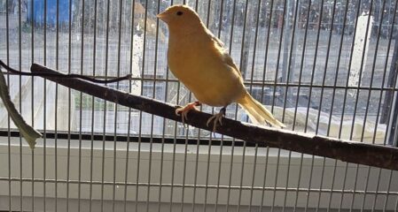 Kanarienvogel Mango