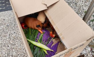 Zugelaufen – 10 Meerschweinchen im Pappkarton vor dem Tierheim ausgesetzt