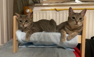 Neues Zuhause – Katzen Fynn und Loki (ehem. Aimee und Armin) grüßen überglücklich