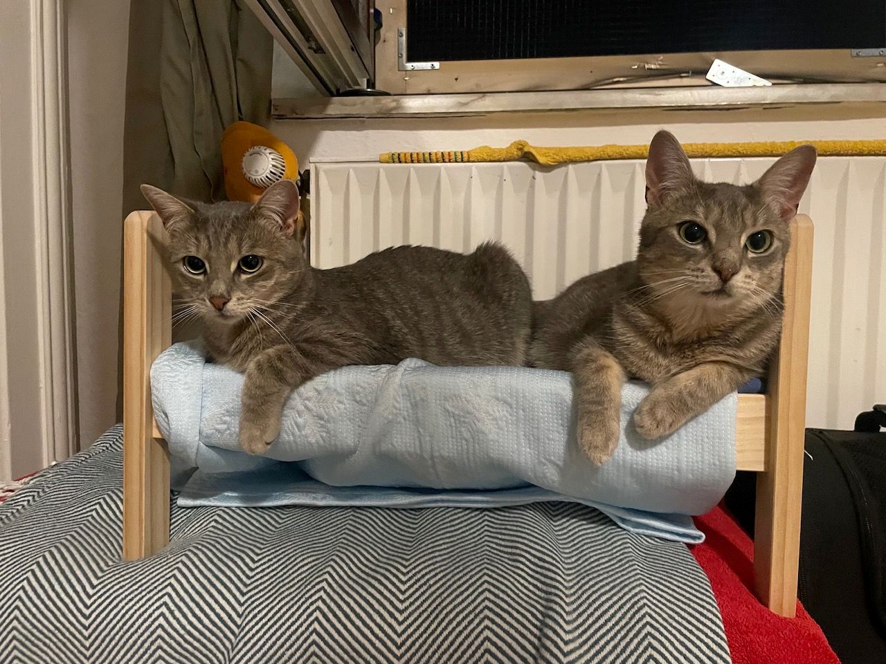 Neues Zuhause – Katzen Fynn und Loki (ehem. Aimee und Armin) grüßen überglücklich
