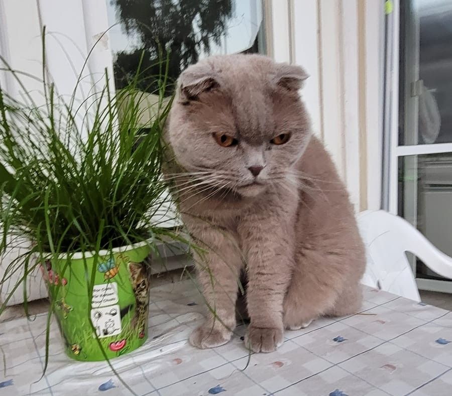 Privatvermittlung – Scottish-Fold Katze Bella