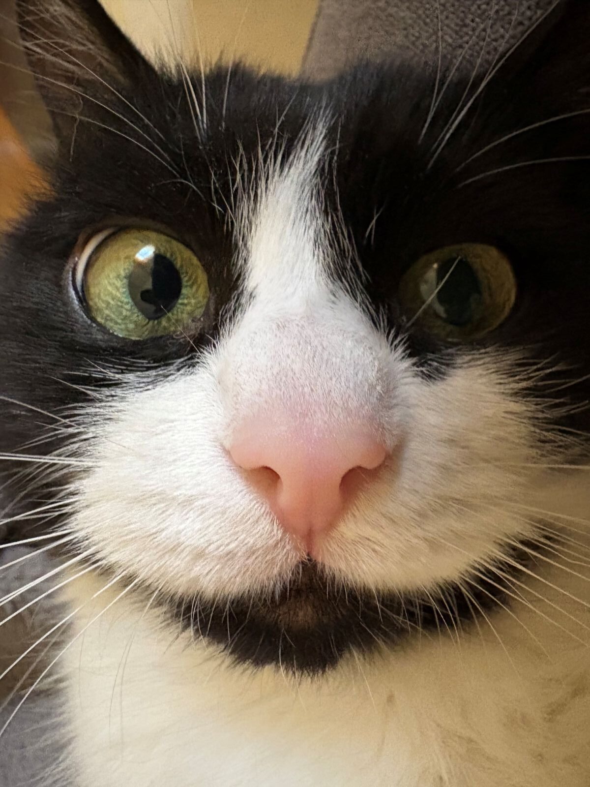 Privatvermittlung – Älterer Kater Findus möchte endlich ankommen nach div. Besitzerwechseln