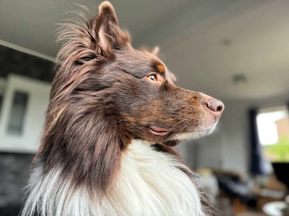 Privatvermittlung – Australian-Sheperd-Rüde Floki