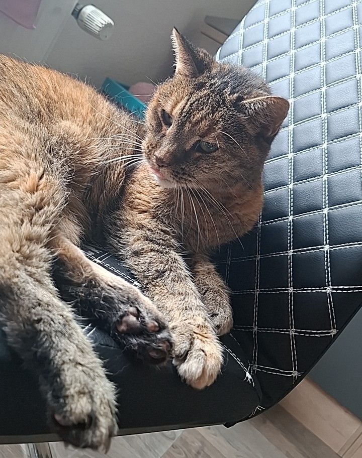 Privatvermittlung – Alte Katze Katy muss weg