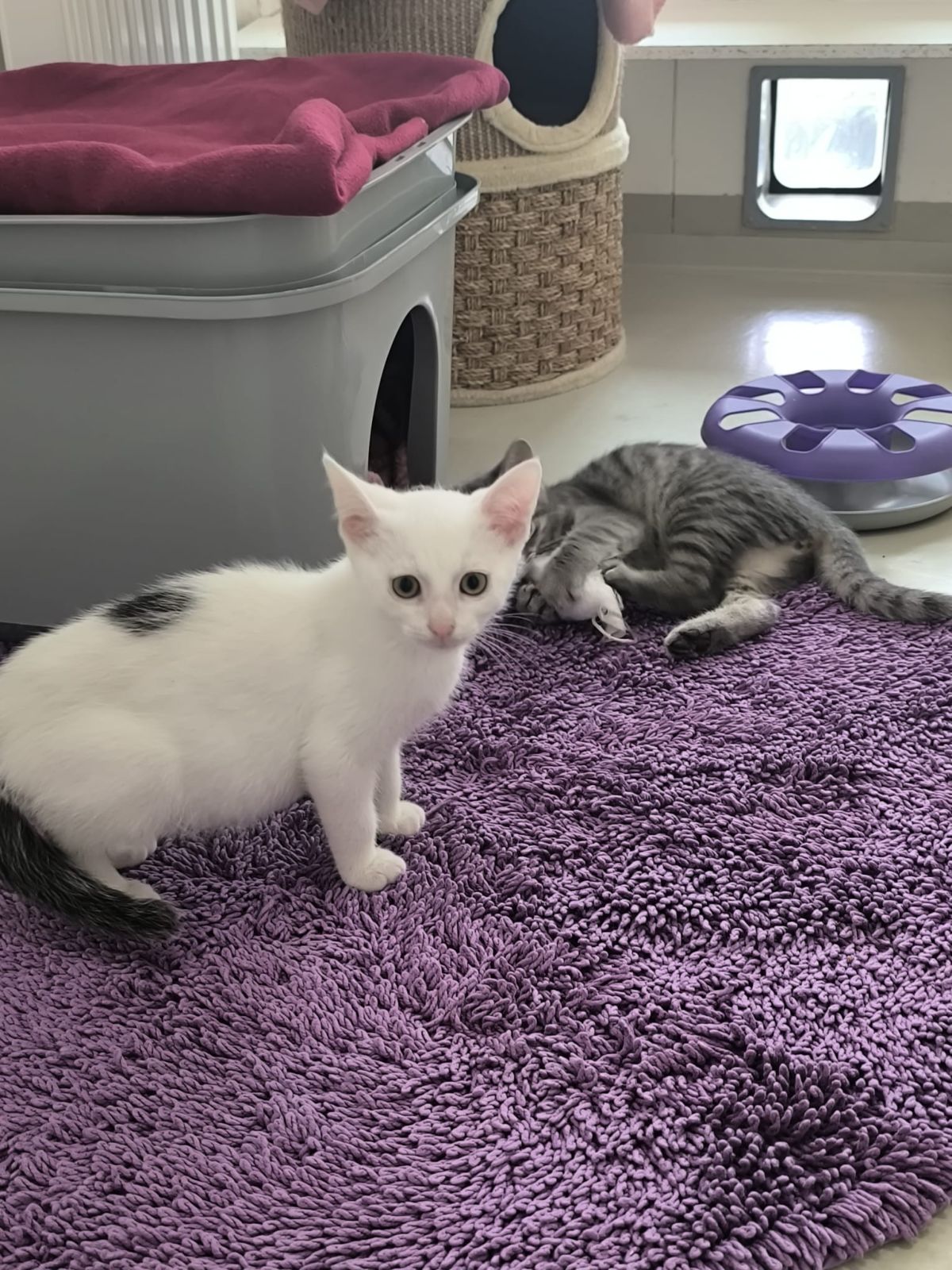 Katzenkinder Tick, Trick, Track und Tapsy