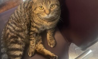 Vermisst 12.8. – Kater Leopold aus Sarstedt