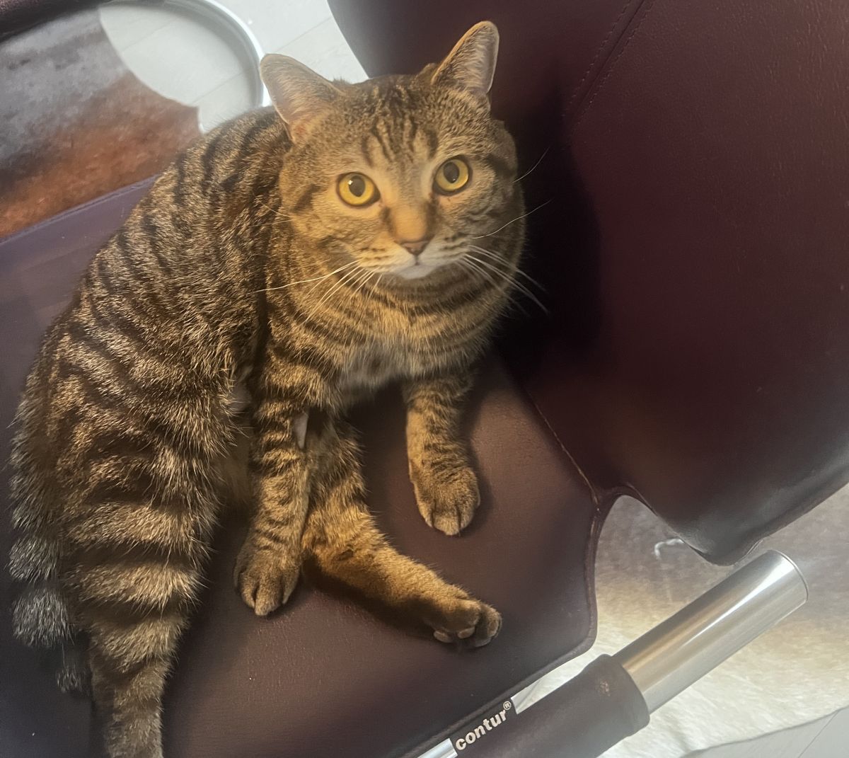 Vermisst 12.8. – Kater Leopold aus Sarstedt