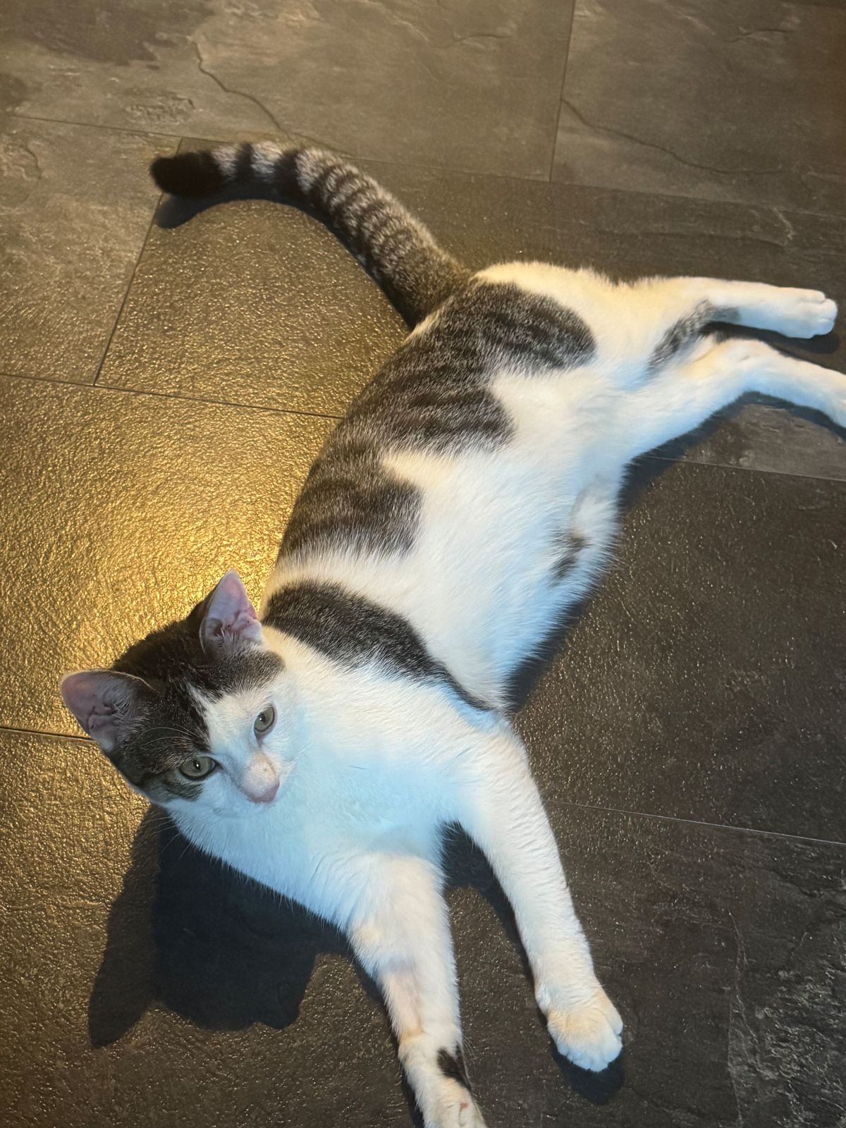 Vermisst – Kater Lilo in Schellerten