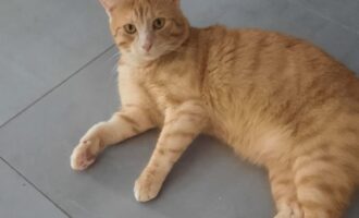 Vermisst 5.8. – Kater Morty in Hasede
