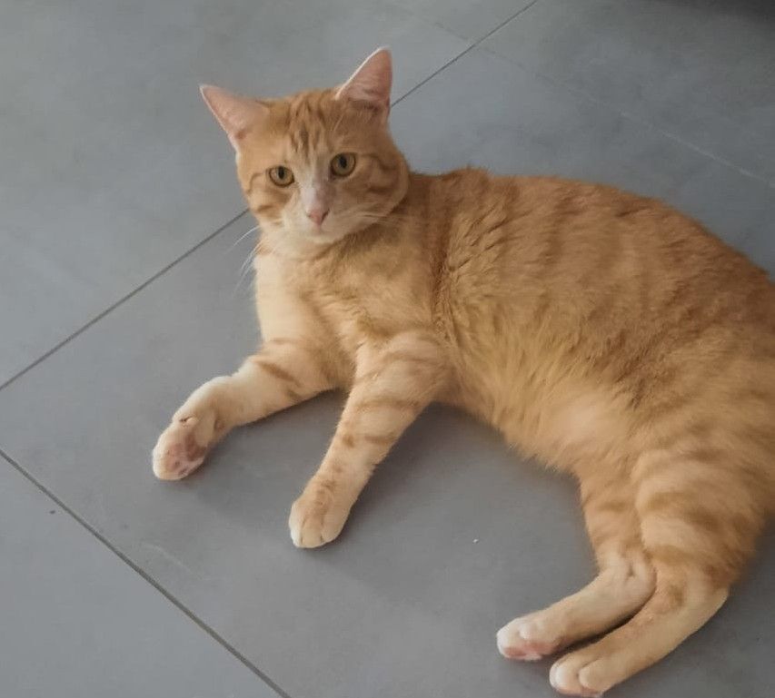 Vermisst 5.8. – Kater Morty in Hasede