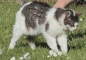 Vermisst – Alte Katze Musch aus Bockenem/Beethovenstr.