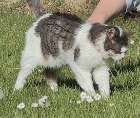 Vermisst – Alte Katze Musch aus Bockenem/Beethovenstr.