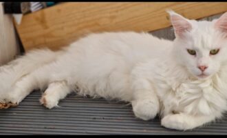 Vermisst 16.8. – Taube Katze Nala aus Sarstedt-Giebelstieg/Im Mittelfelde