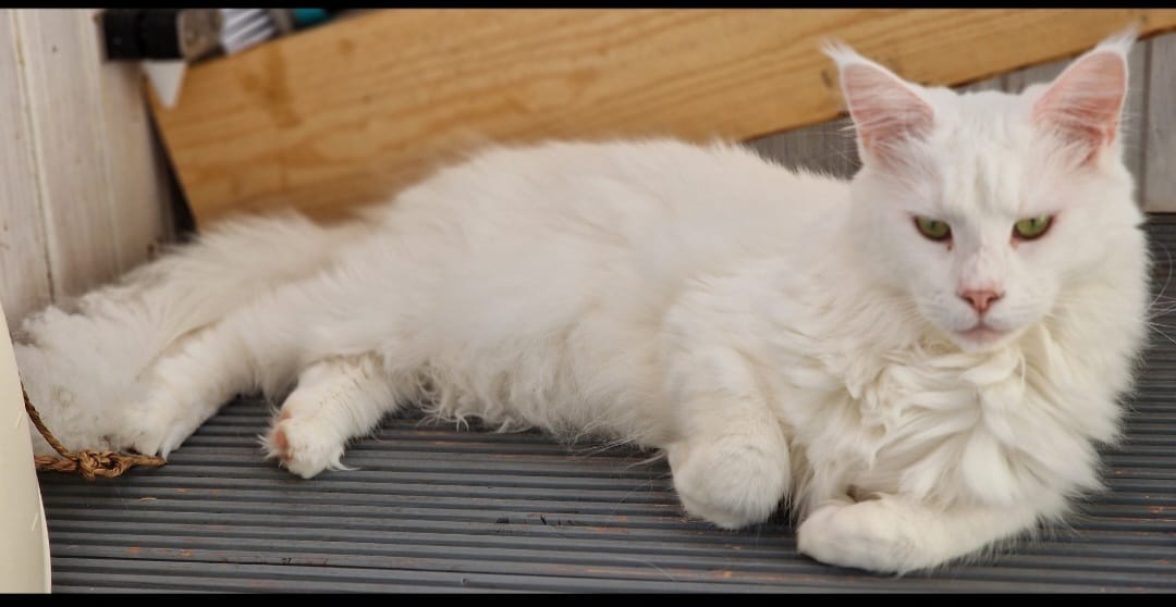 Vermisst 16.8. – Taube Katze Nala aus Sarstedt-Giebelstieg/Im Mittelfelde