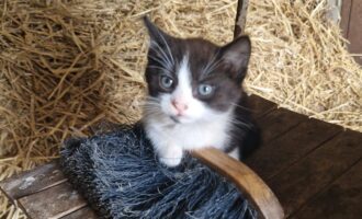 Vermisst – Junge Katze in Hoheneggelsen