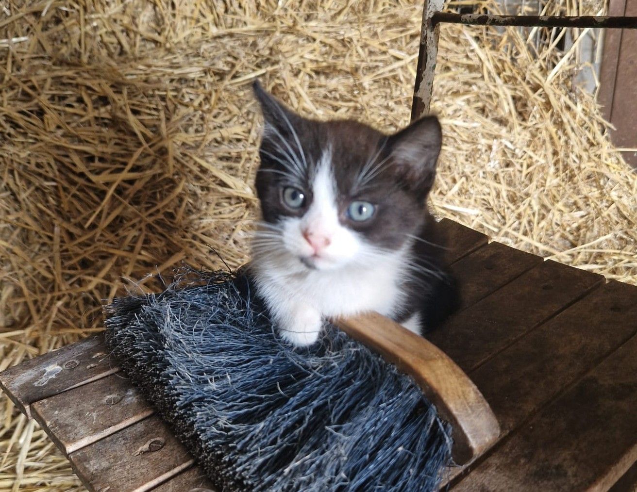 Vermisst – Junge Katze in Hoheneggelsen