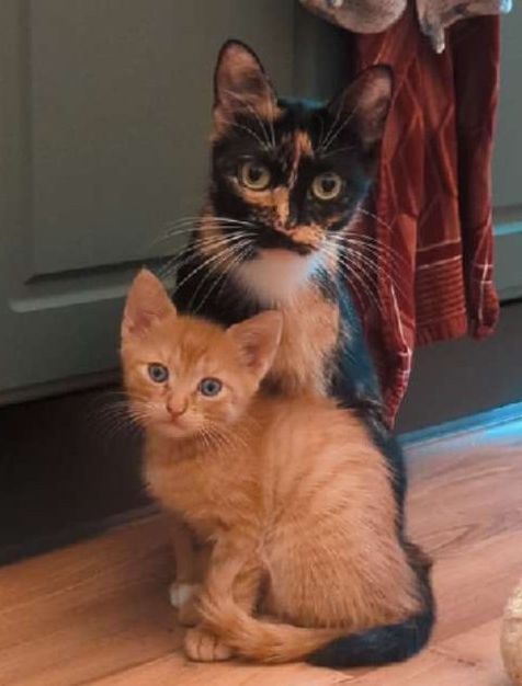 Privatvermittlung 2 Kitten Thor und Freya