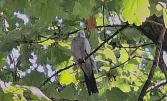 Zugeflogen bzw. gesichtet 11.8. – Nymphensittich in HI, Marienburger Str.