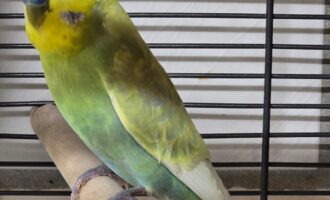 Zugeflogen 17.8. – Wellensittich aus Harsum/Berliner Ring