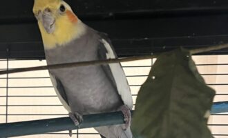 Zugeflogen – Nymphensittich 27.7. zwischen Ruthe und Sarstedt