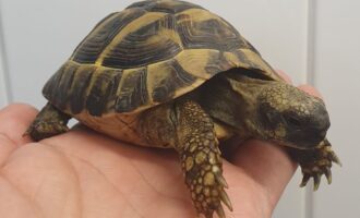 Zugelaufen 3.8. – Griechische Landschildkröte aus Bockenem