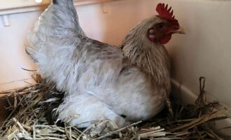 Zugeflogen 20.8. – Huhn aus Itzum/Elise-Bartels-Weg