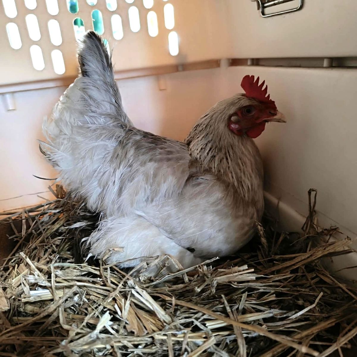 Zugeflogen 20.8. – Huhn aus Itzum/Elise-Bartels-Weg